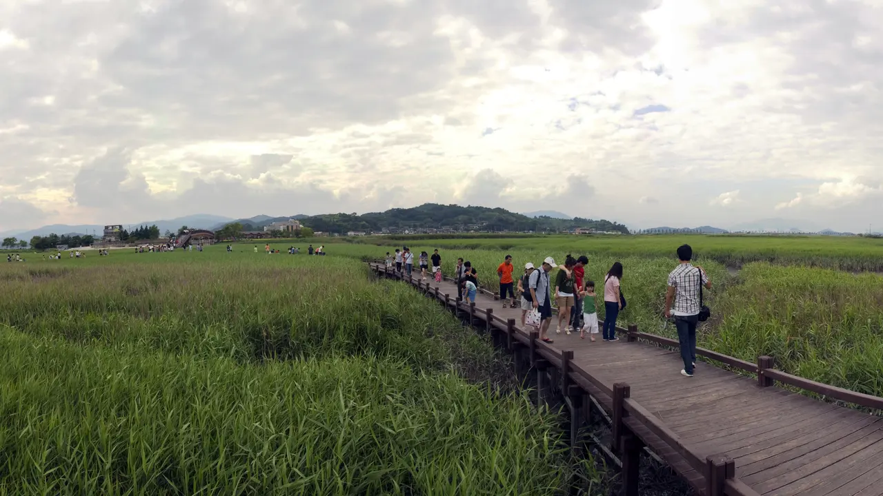 전남 순천만 갈대밭 전경